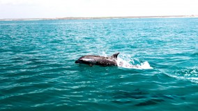 Dolphins racing the boat