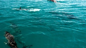 Dolphins frolicking in Mount Norris Bay