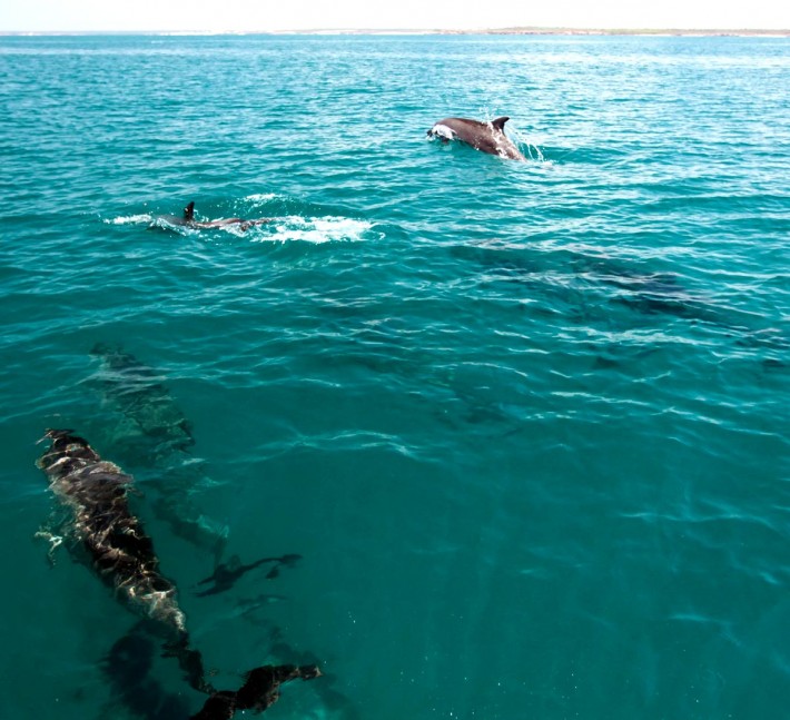 Dolphins frolicking in Mount Norris Bay