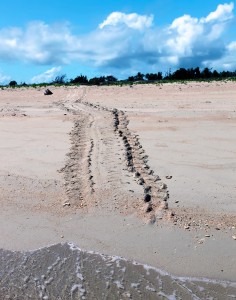 Tracks of a nesting turtle
