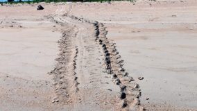 Tracks of a nesting turtle