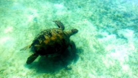 A turtle swimming blissfully in the crystal clear water