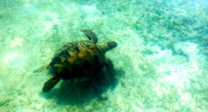 A turtle swimming blissfully in the crystal clear water