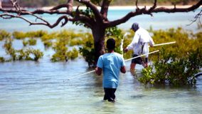 Looking to spear a mud crab.