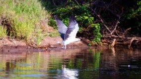 Sea eagle looking to feed her family