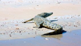 A cheeky little salt water croc having a rest on the beach.