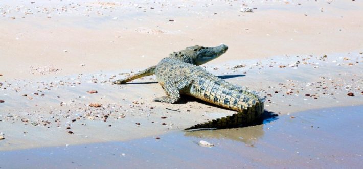 A cheeky little salt water croc having a rest on the beach.