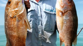 A couple of nice golden snappers