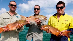 Coral trout for dinner